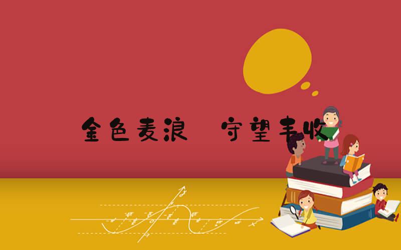 金色麦浪 守望丰收